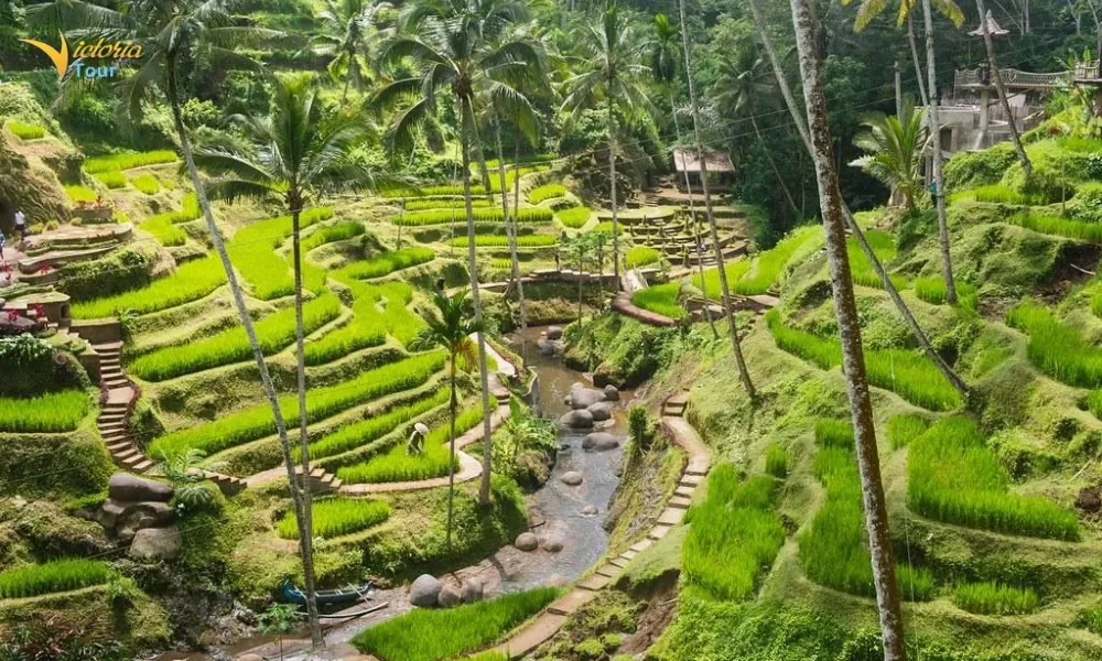 Tegallalang Rice Terrace