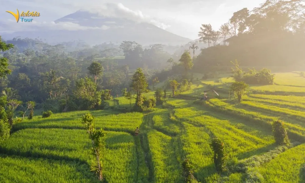 Bali's Rice Terraces