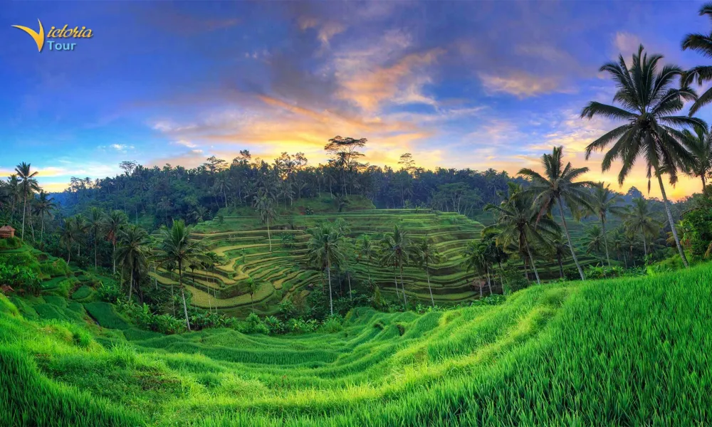 Ubud Rice Terraces