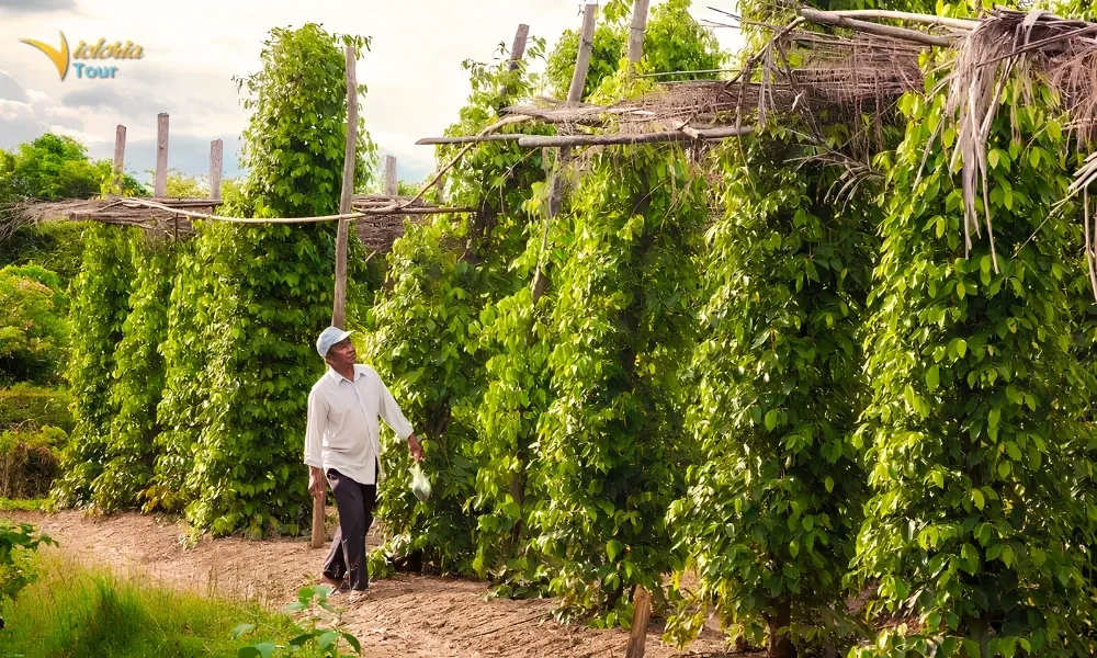 Kampot Pepper Country