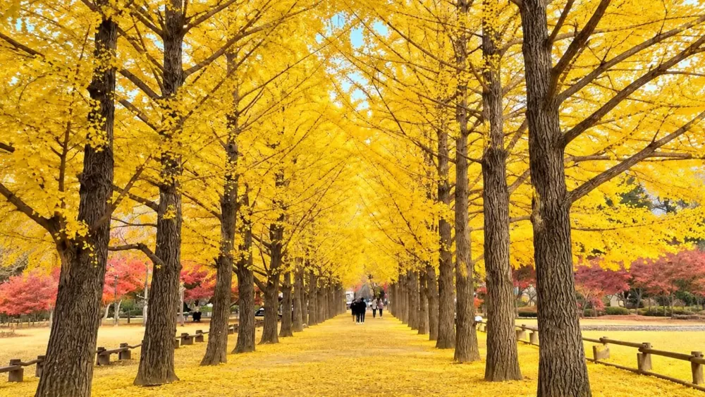 Nami Island