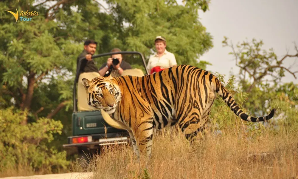 Ranthambore National Park
