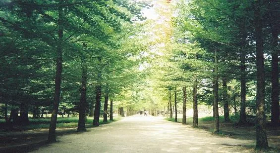 Nami & Gangwon
