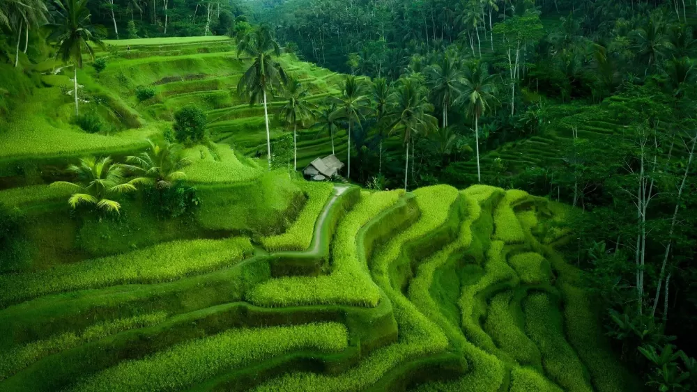 Tegalalang Rice Terrace