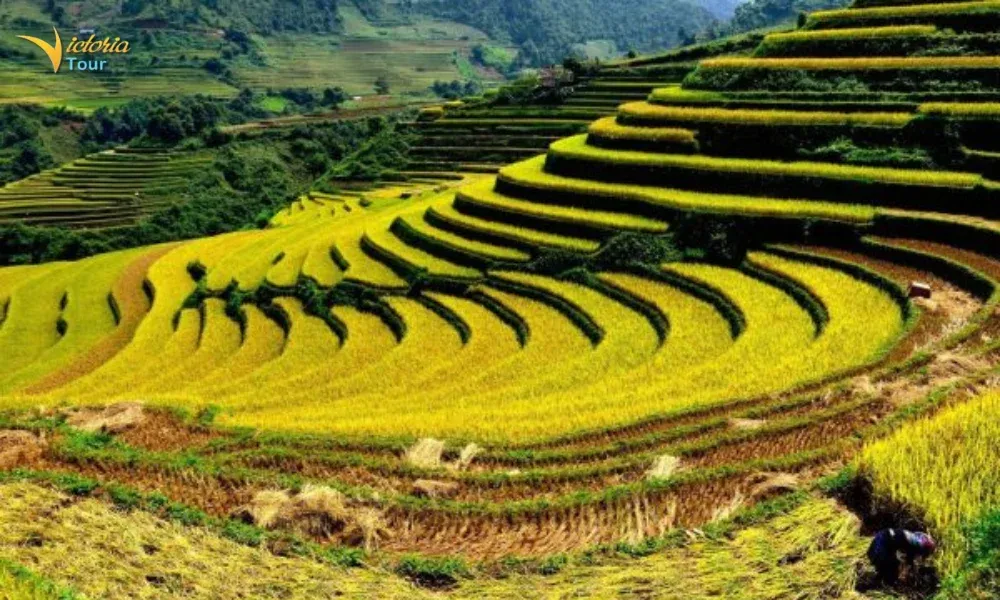 Muong Thanh Valley