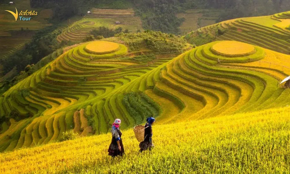 Rice Fields & Rural Landscapes