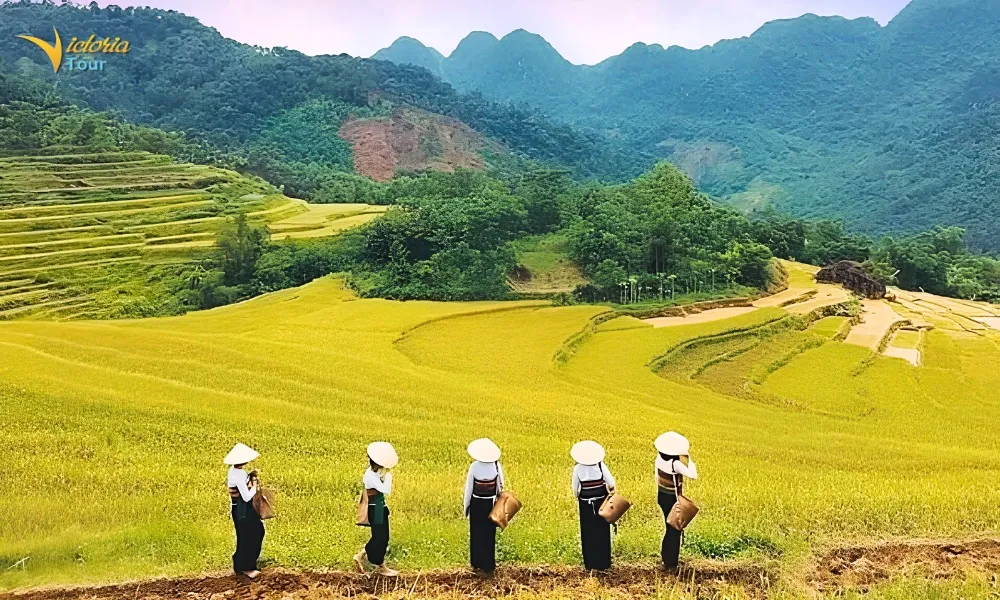 Mai Chau