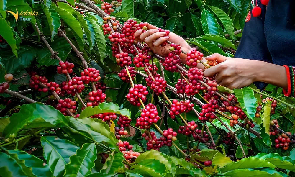 Coffee Farm