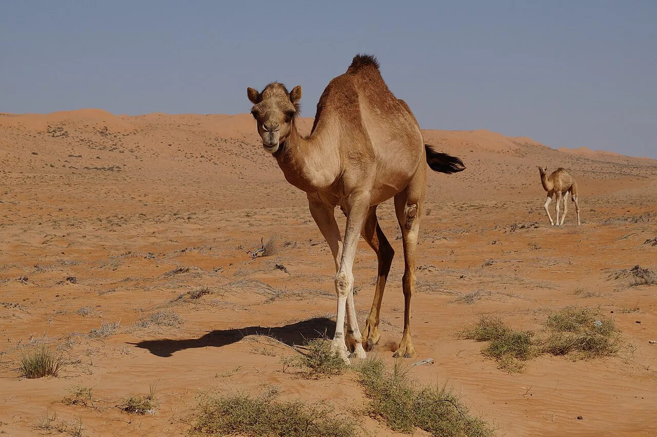 Wahiba Sands