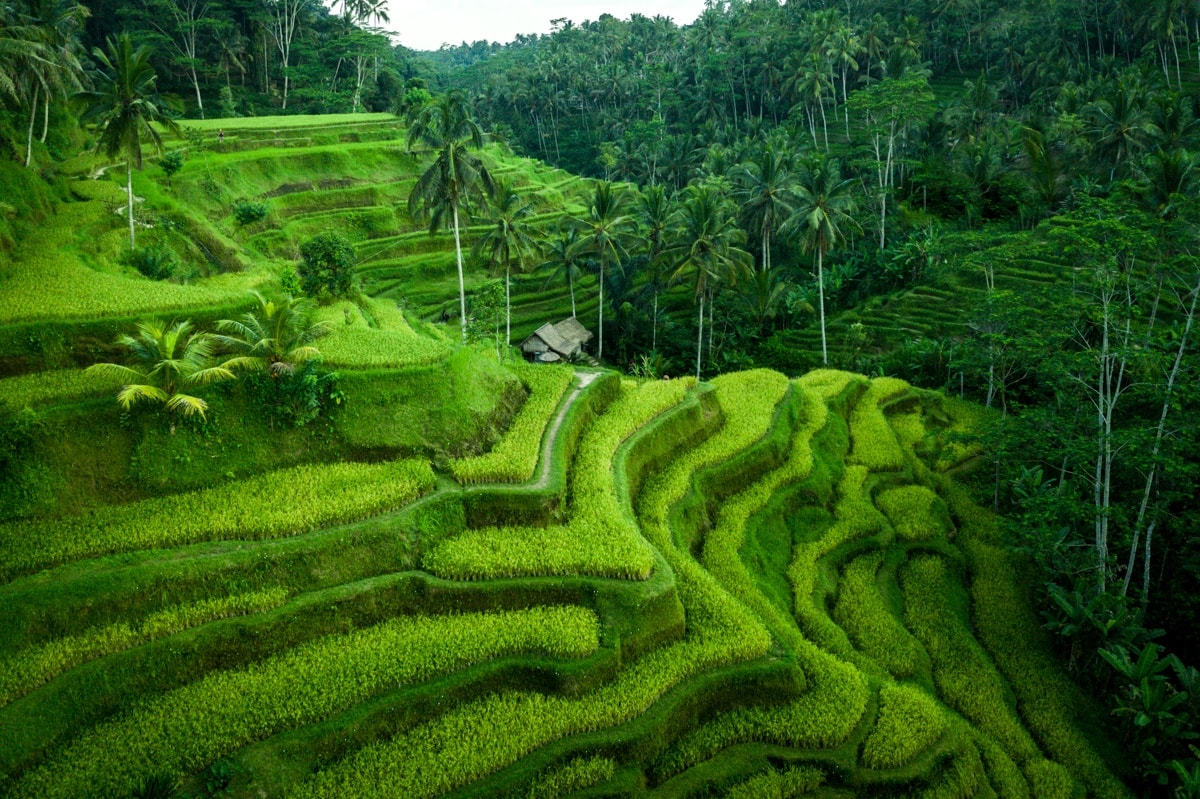 Tegalalang Rice